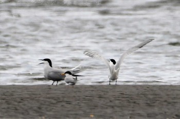 アジサシ ふなばし三番瀬海浜公園 2022年5月8日(日)