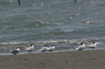 アジサシ ふなばし三番瀬海浜公園 2023年5月18日(木)