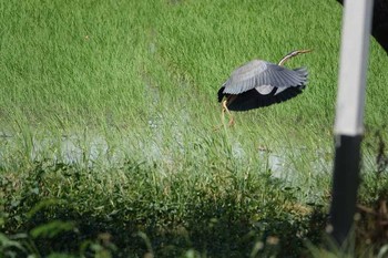 Purple Heron Unknown Spots Thu, 6/14/2018