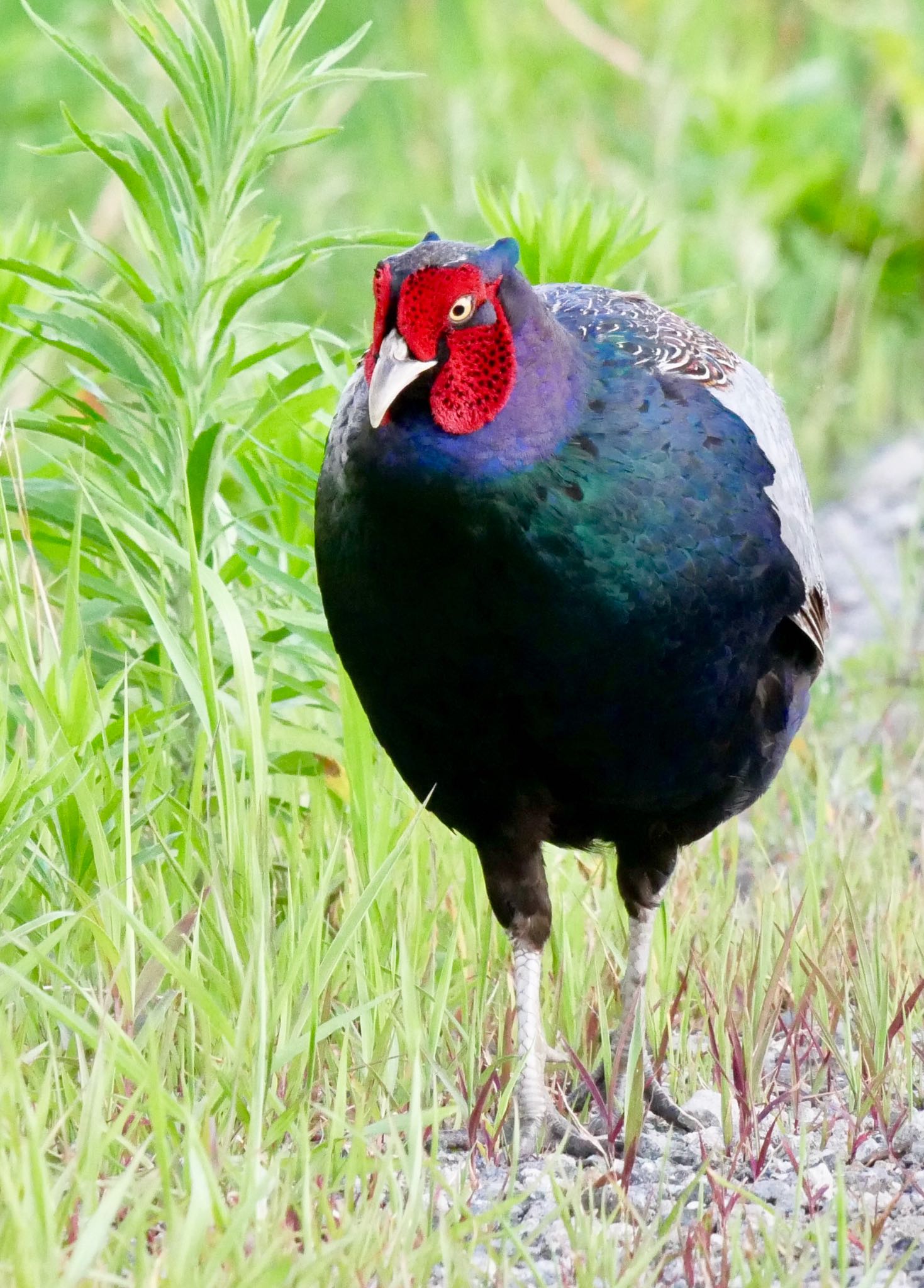 Photo of Green Pheasant at 熊本県阿蘇市 by mitsuaki kuraoka