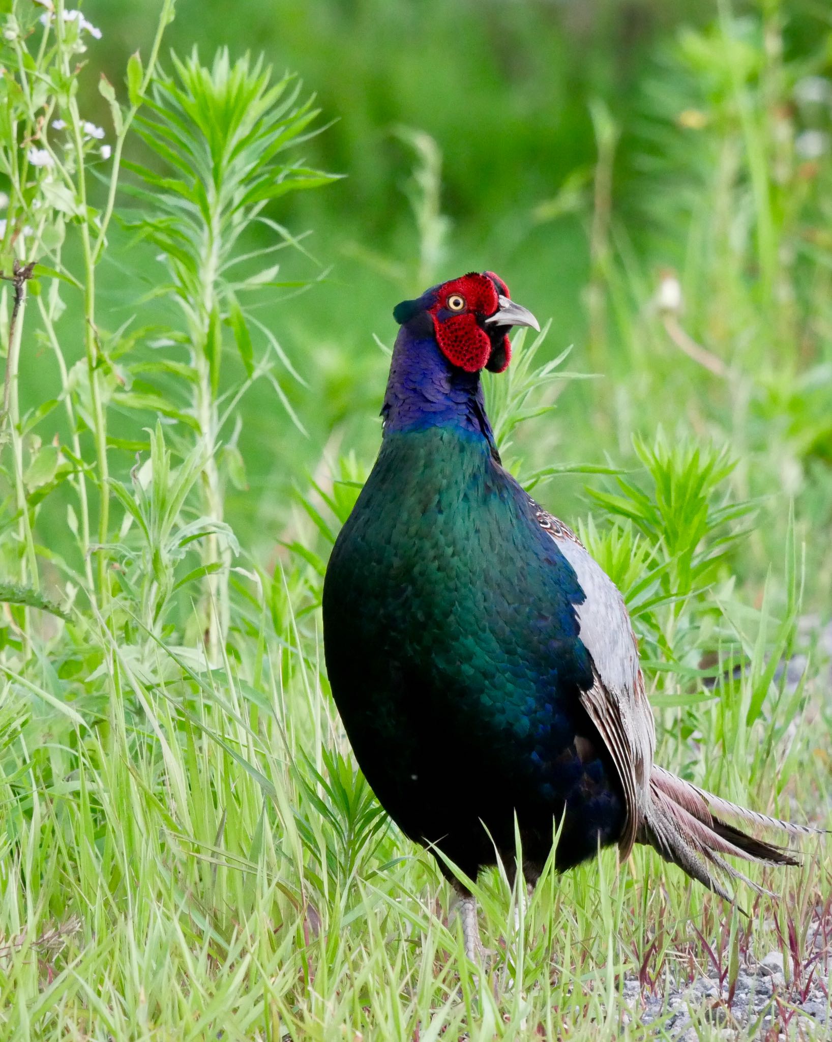 Photo of Green Pheasant at 熊本県阿蘇市 by mitsuaki kuraoka