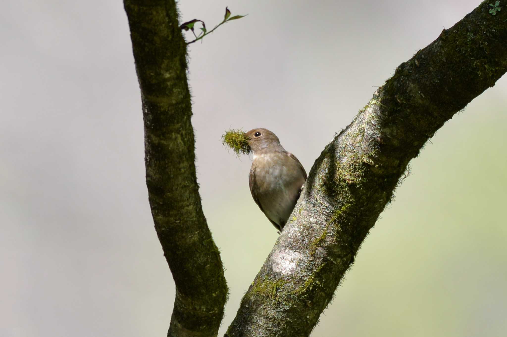 軽井沢野鳥の森 オオルリの写真
