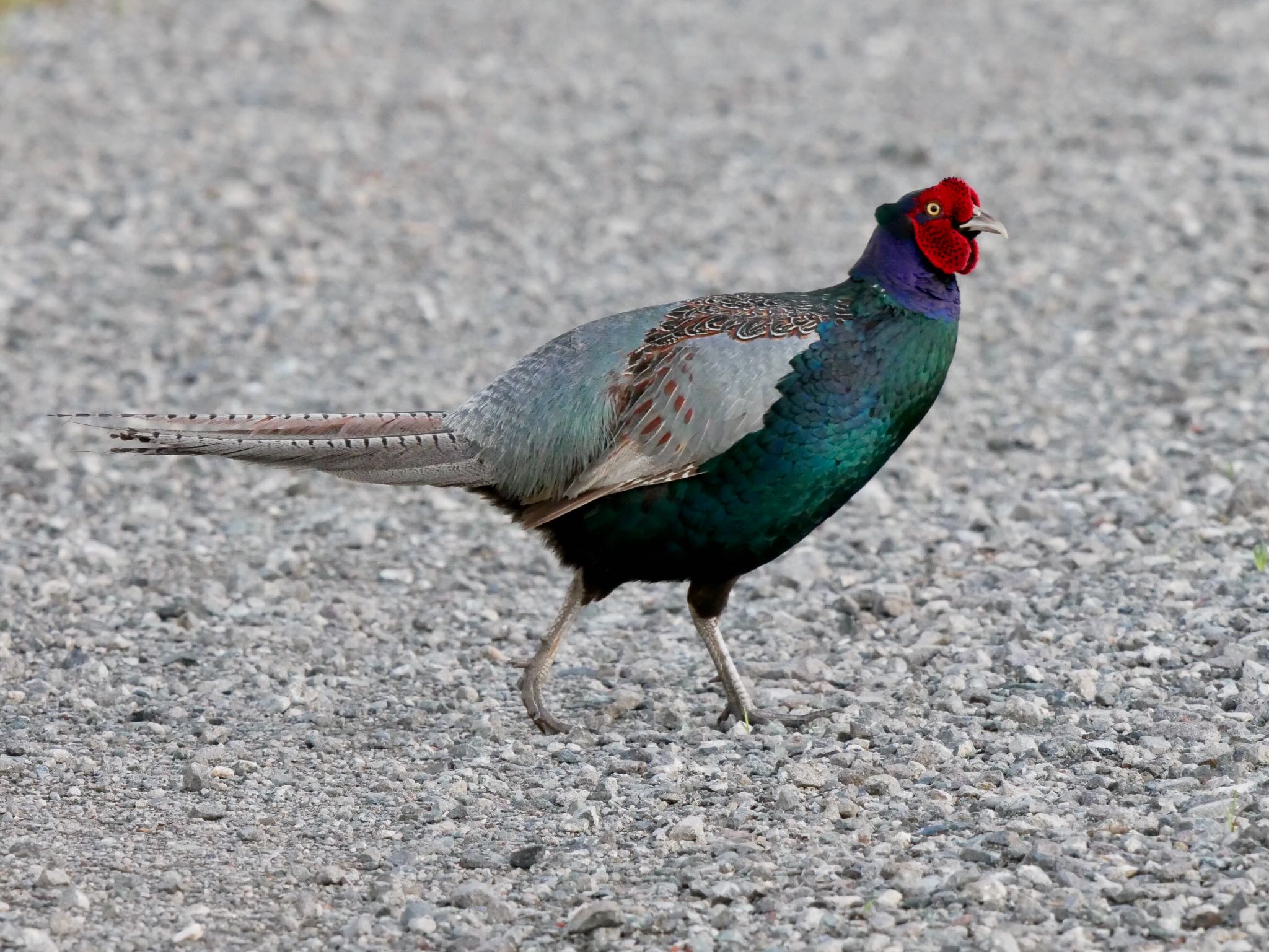 Photo of Green Pheasant at 熊本県阿蘇市 by mitsuaki kuraoka