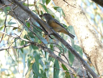 Rufous Whistler キングス・パーク・アンド・ボタニック・ガーデン Sat, 4/22/2023