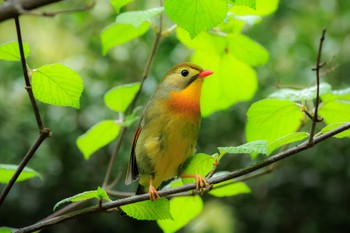 ソウシチョウ 大阪府民の森むろいけ園地 2023年4月14日(金)