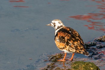 Ruddy Turnstone 土留木川河口(東海市) Tue, 5/16/2023