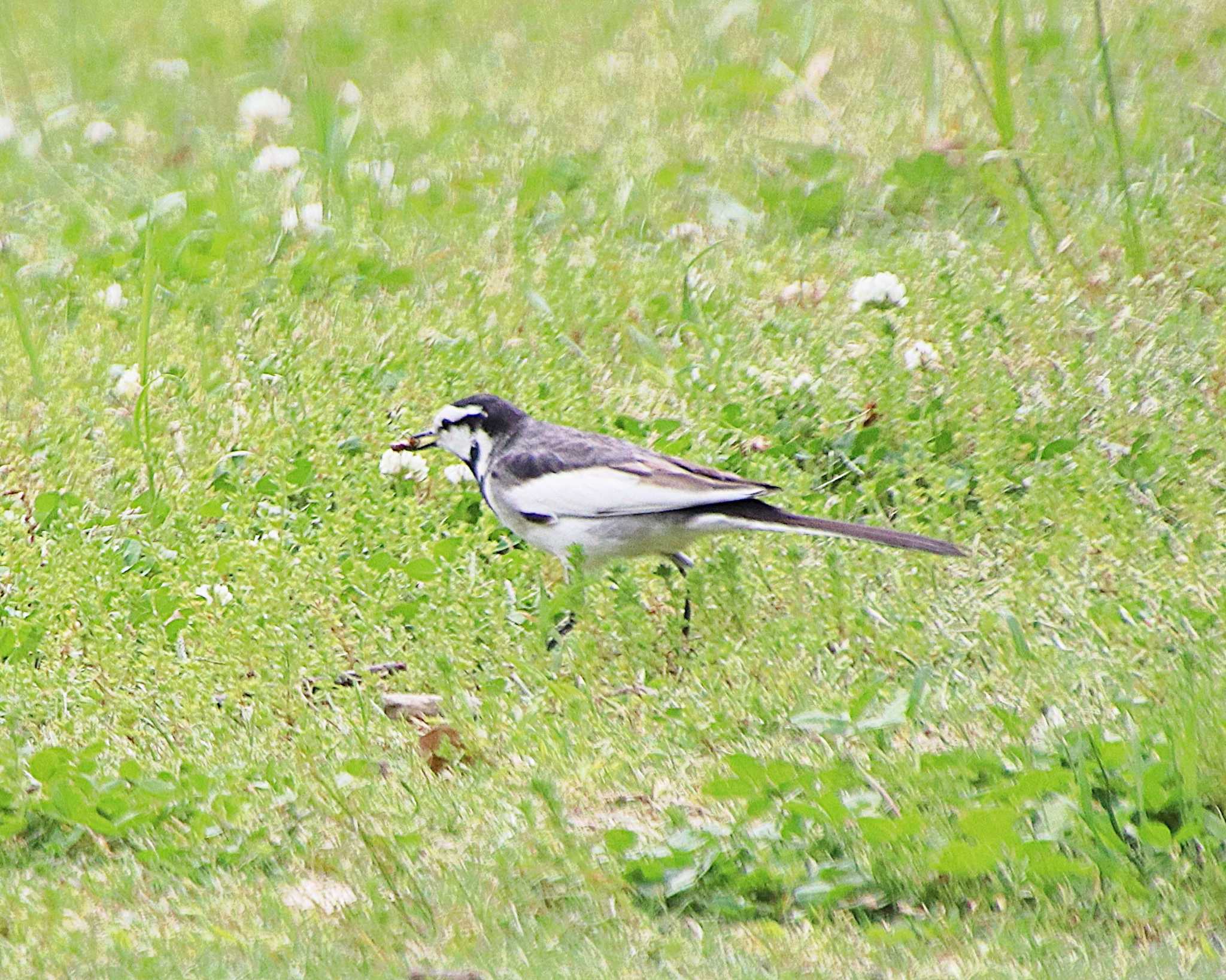 White Wagtail