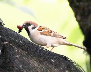 2023年5月18日(木) 大仙公園の野鳥観察記録