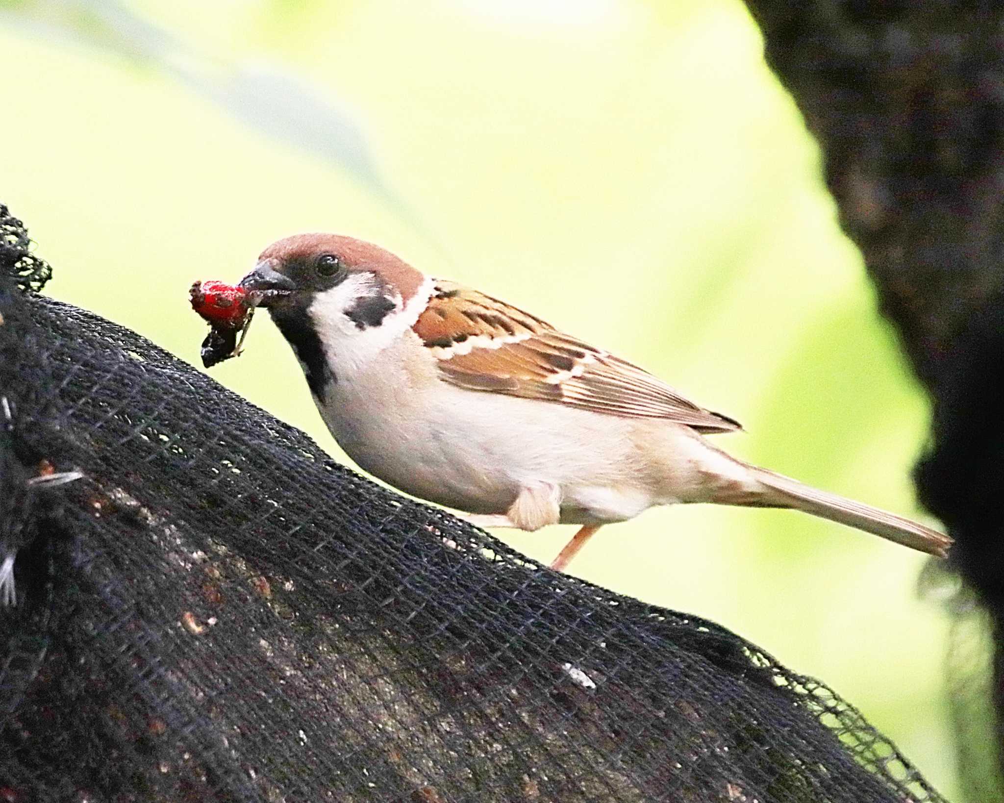 Eurasian Tree Sparrow