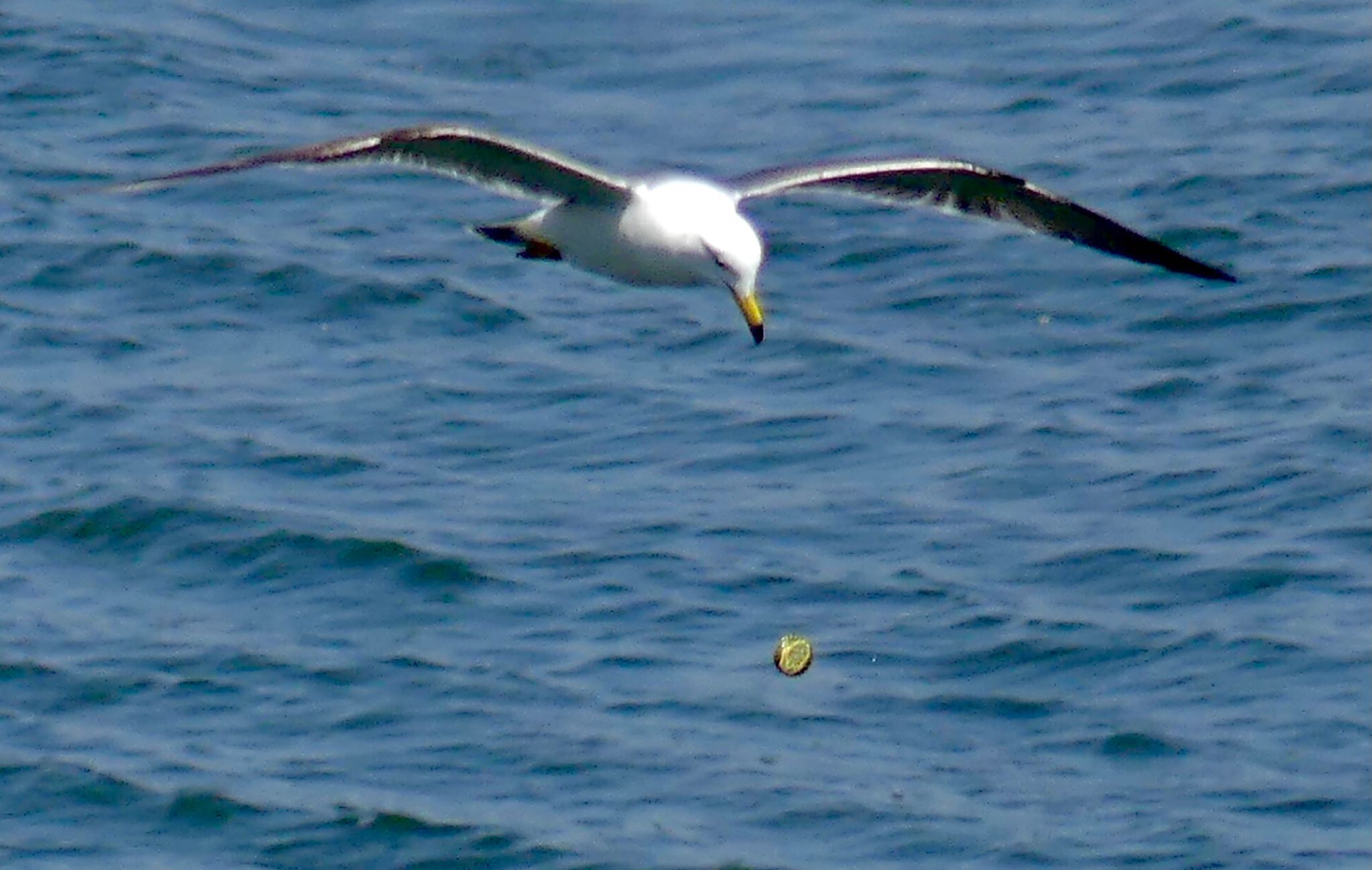 Black-tailed Gull