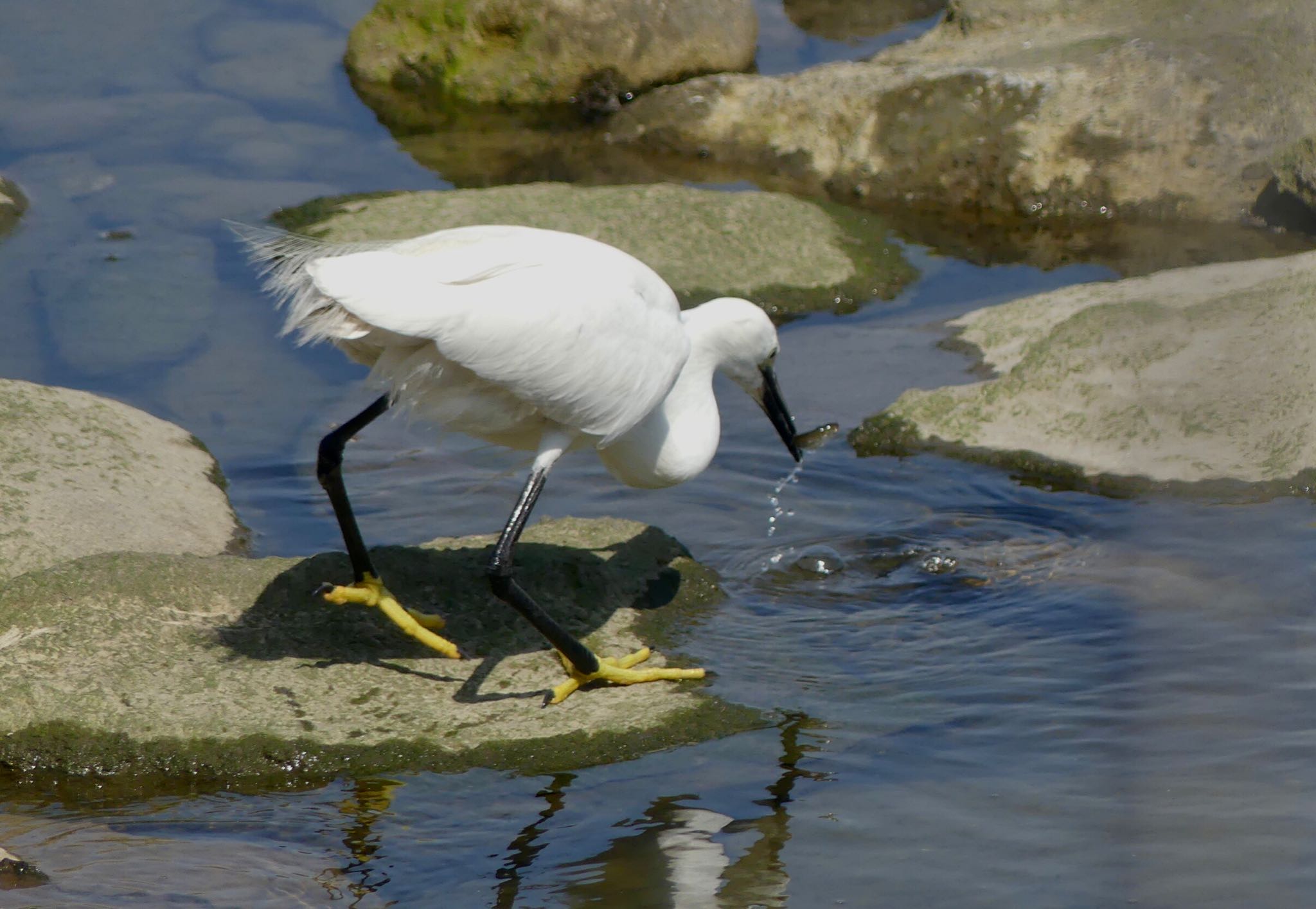 Little Egret