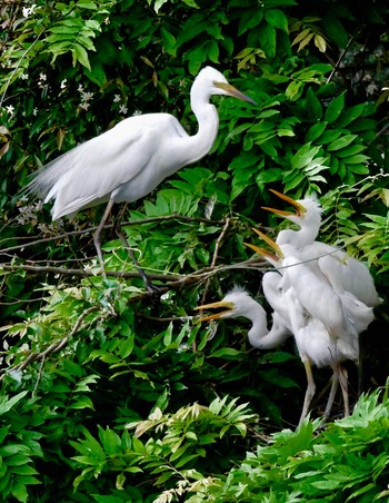 Great Egret 熊本県阿蘇市 Fri, 6/29/2018