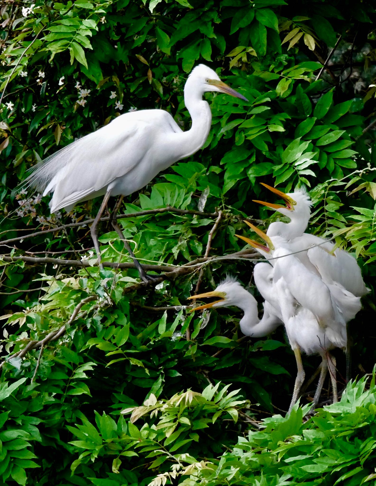 Photo of Great Egret at 熊本県阿蘇市 by mitsuaki kuraoka