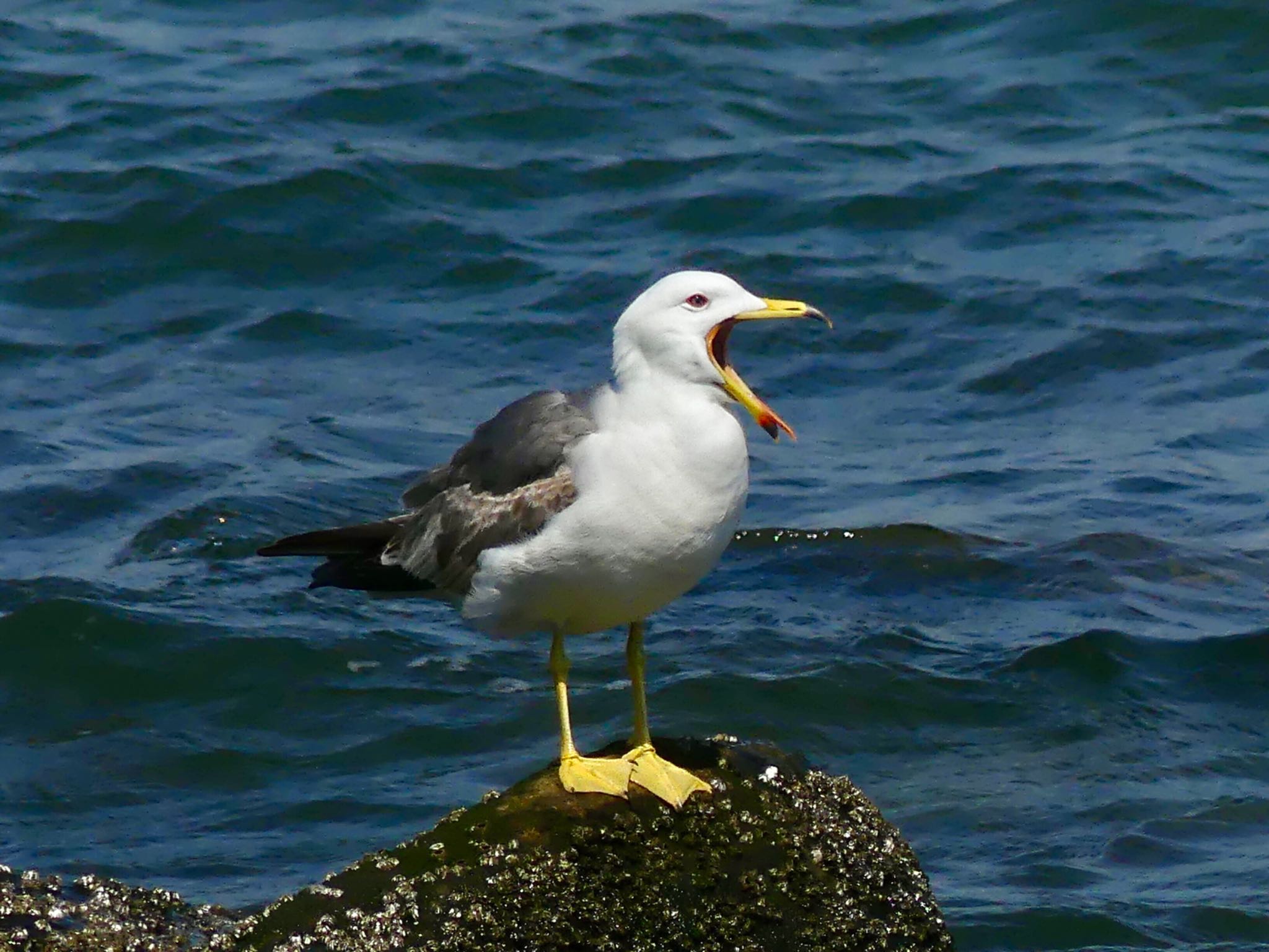 Black-tailed Gull