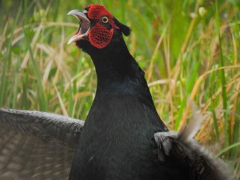 Green Pheasant 新潟市西区 Fri, 5/19/2023