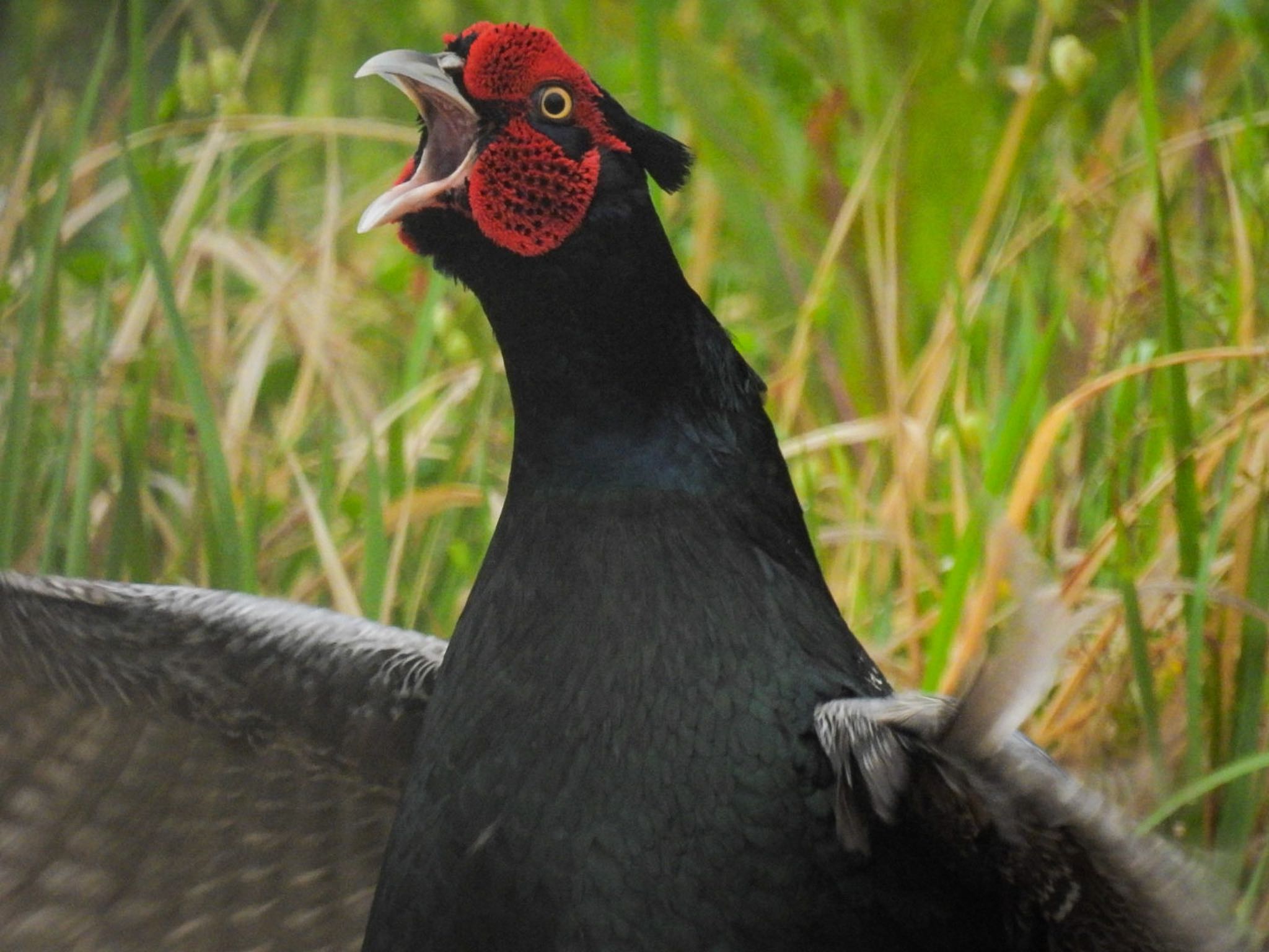 Photo of Green Pheasant at 新潟市西区 by ぽちゃっこ