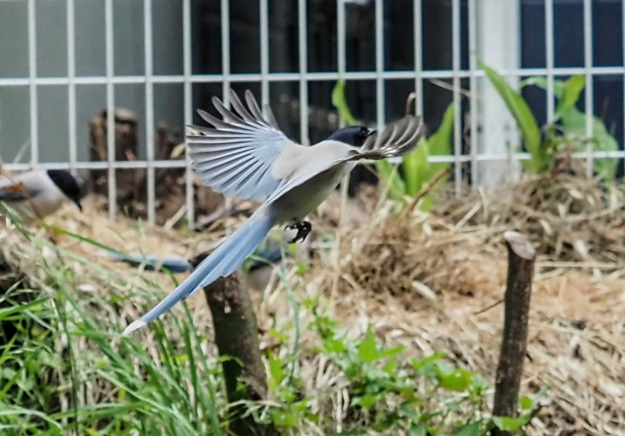 近所 オナガの写真