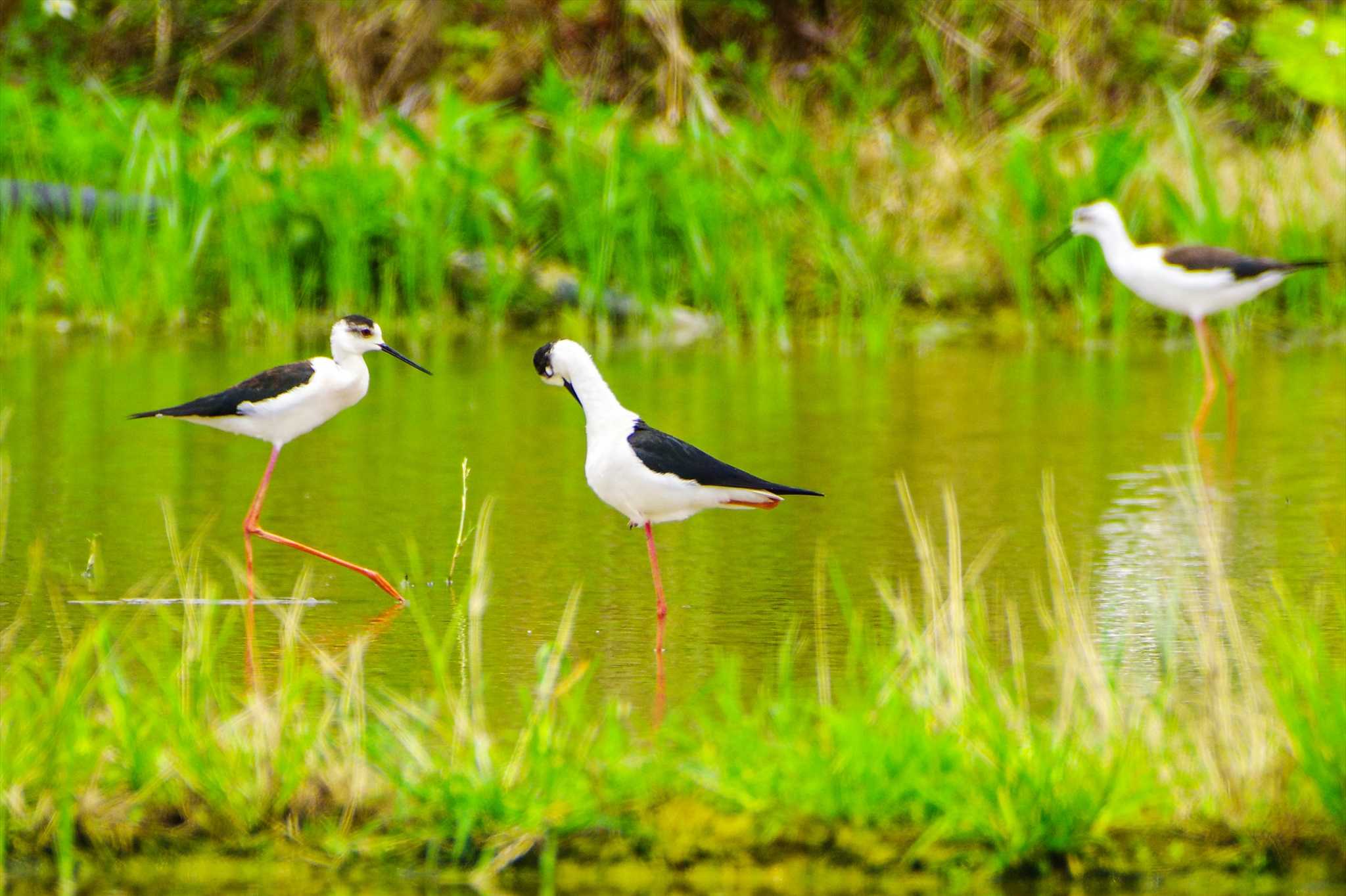 Photo of Black-winged Stilt at 金武町(沖縄県) by BW11558