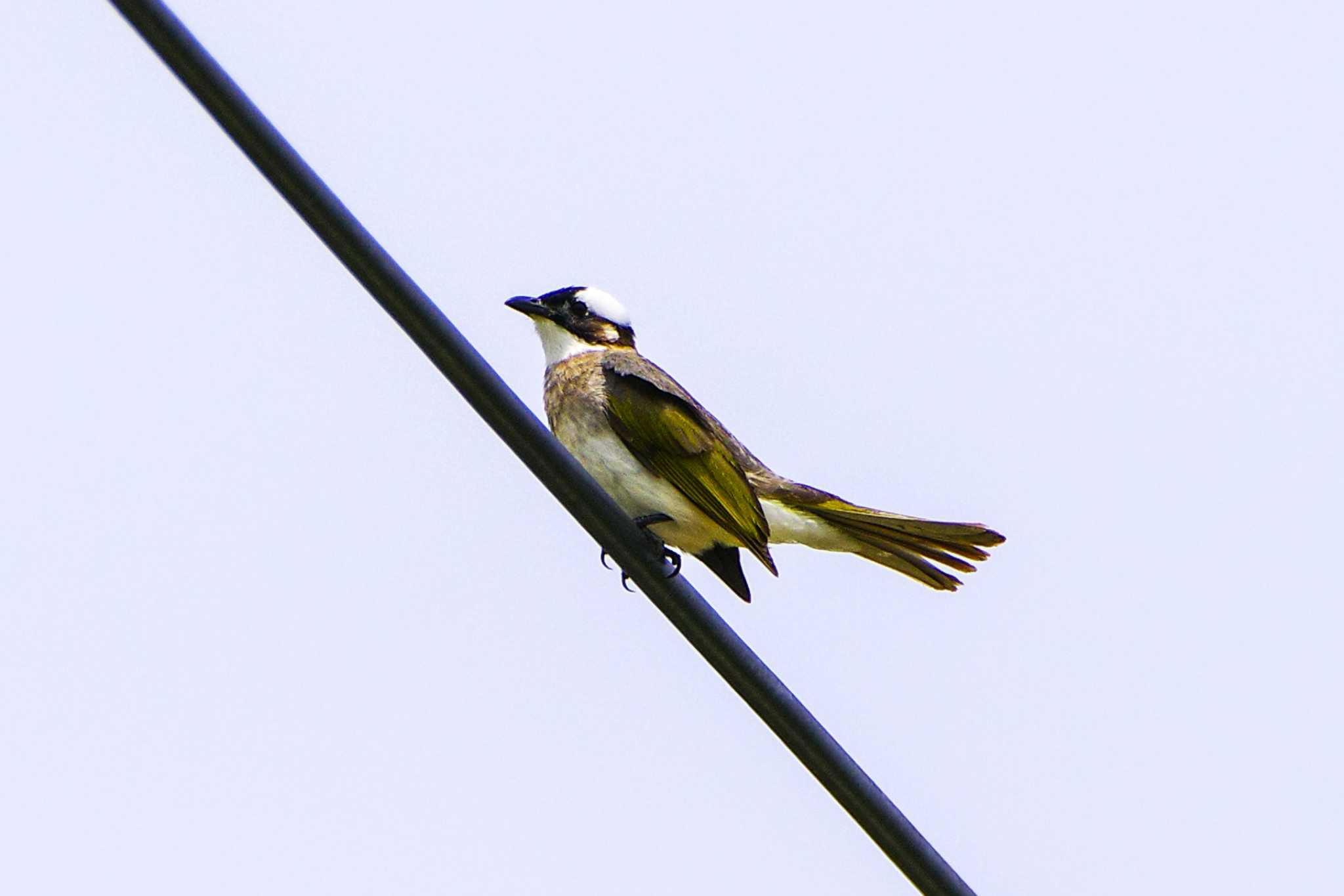 Light-vented Bulbul