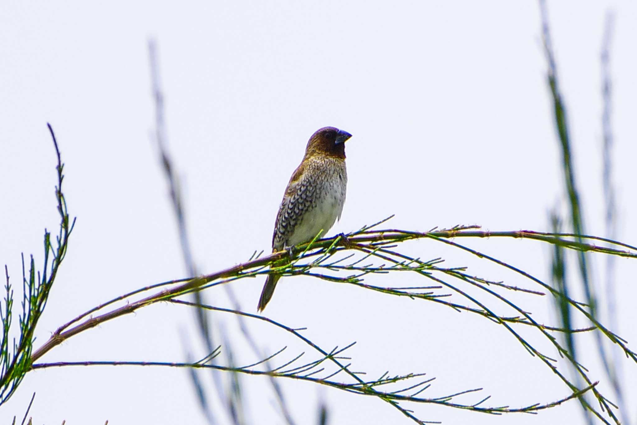 Photo of Scaly-breasted Munia at 金武町(沖縄県) by BW11558