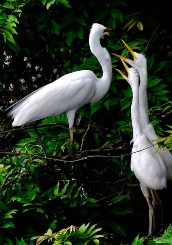 Great Egret 熊本県阿蘇市 Fri, 6/29/2018