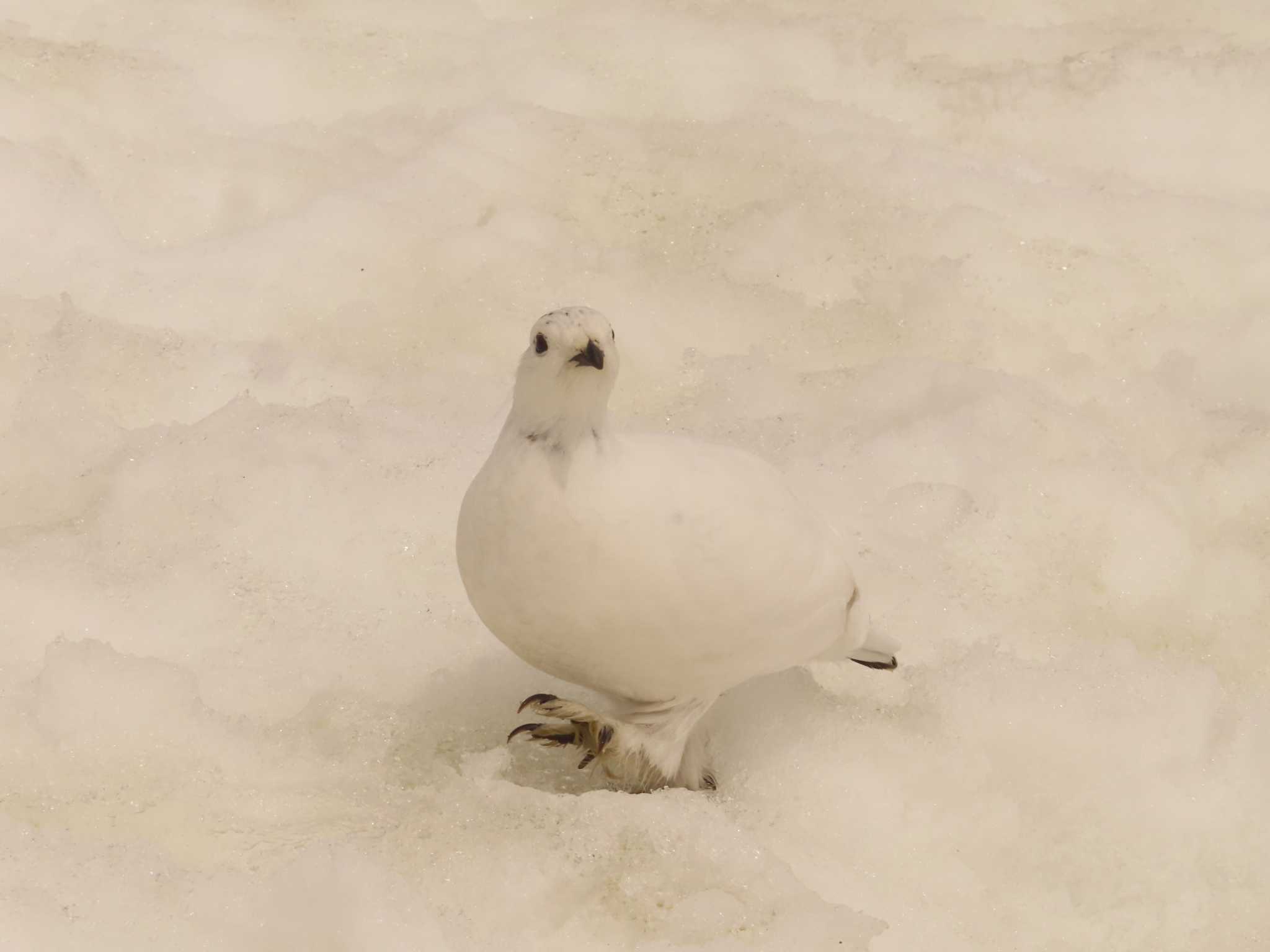 室堂平 ライチョウの写真