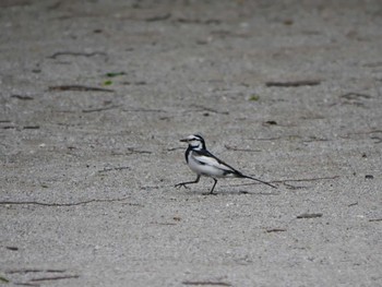 White Wagtail 東京都 Fri, 5/19/2023