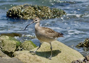 チュウシャクシギ 新木場緑道公園(東京都江東区) 2023年5月17日(水)