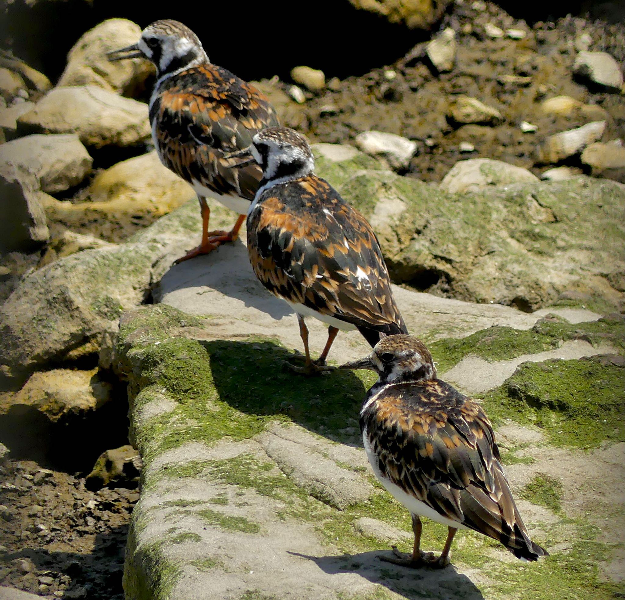 Ruddy Turnstone