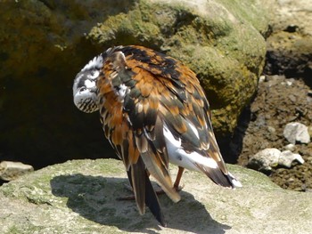 2023年5月17日(水) 新木場緑道公園(東京都江東区)の野鳥観察記録