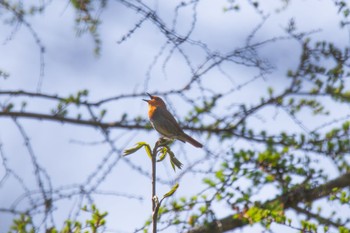 Japanese Robin Unknown Spots Wed, 5/17/2023