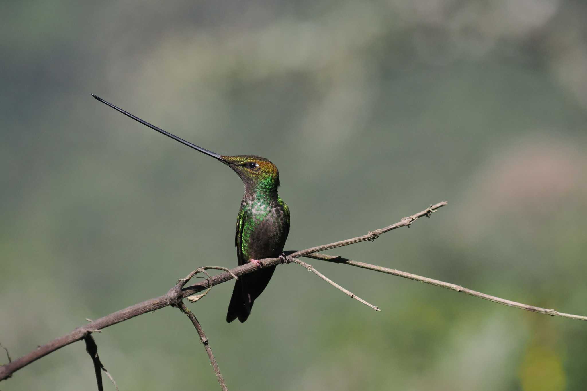 Photo of Sword-billed Hummingbird at Mindo(Ecuador) by 藤原奏冥