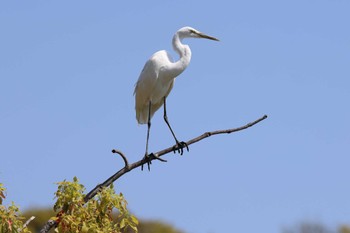 ダイサギ 明石公園 2023年4月9日(日)