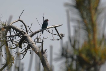 ブッポウソウ 舳倉島 2023年5月15日(月)