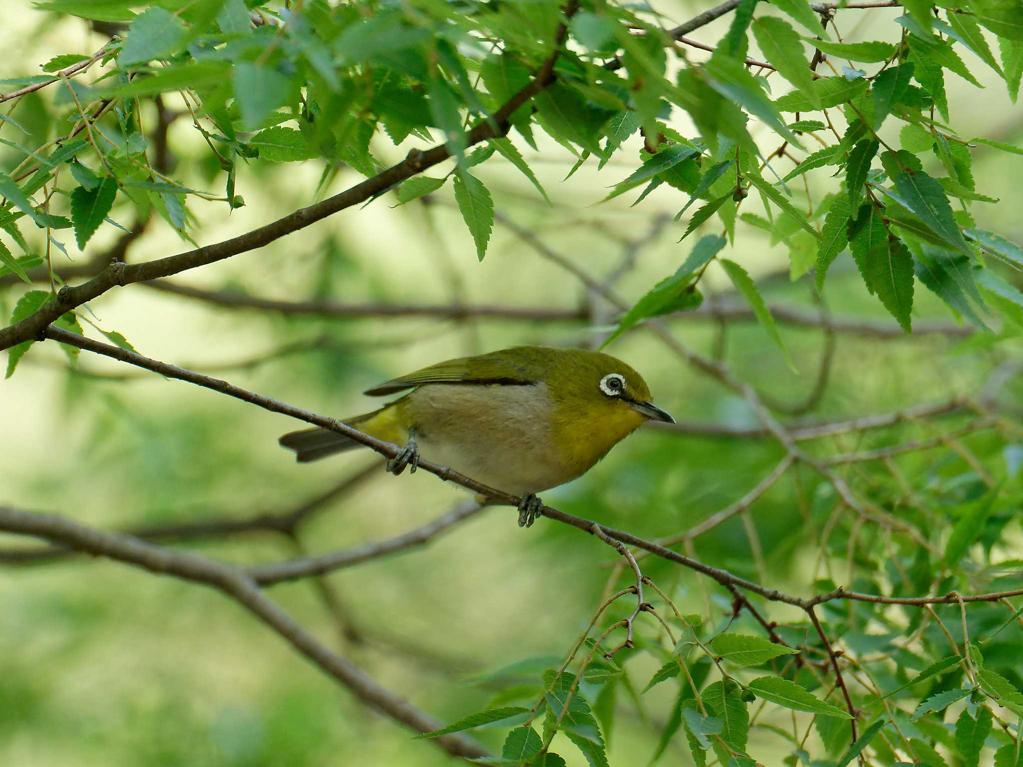 Photo of Warbling White-eye at 横浜市立金沢自然公園 by しおまつ