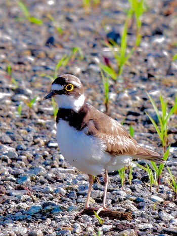 Little Ringed Plover 熊本県阿蘇市 Sun, 6/24/2018