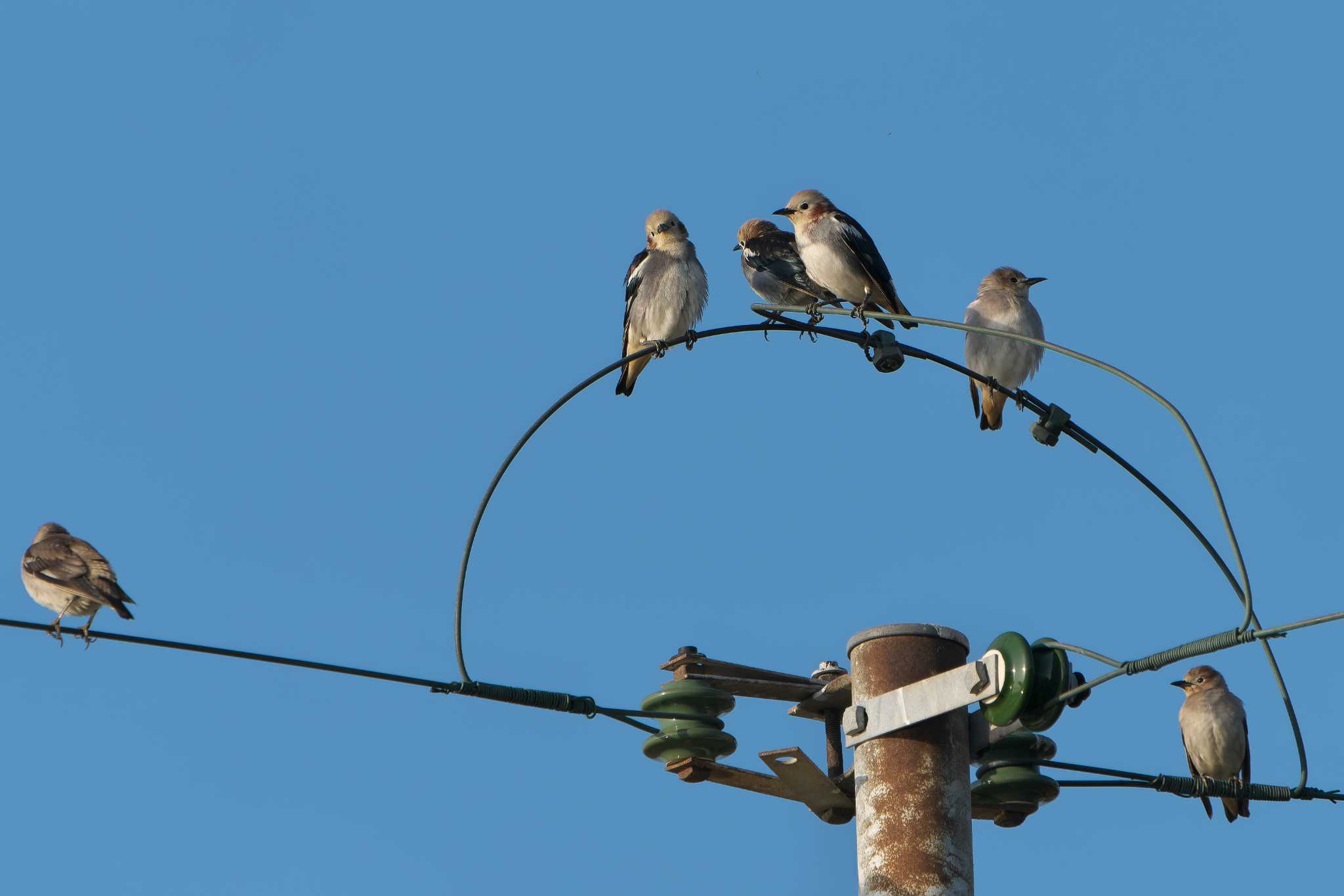 Chestnut-cheeked Starling