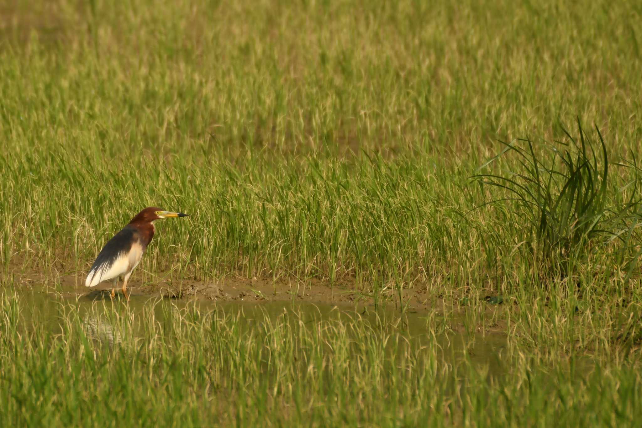 Chinese Pond Heron