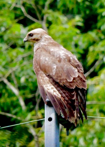 Eastern Buzzard 熊本県阿蘇市 Thu, 6/21/2018