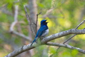 Blue-and-white Flycatcher Unknown Spots Wed, 5/17/2023