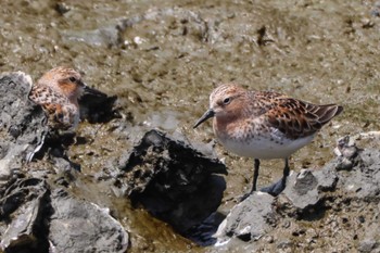 2023年5月18日(木) 土留木川河口(東海市)の野鳥観察記録