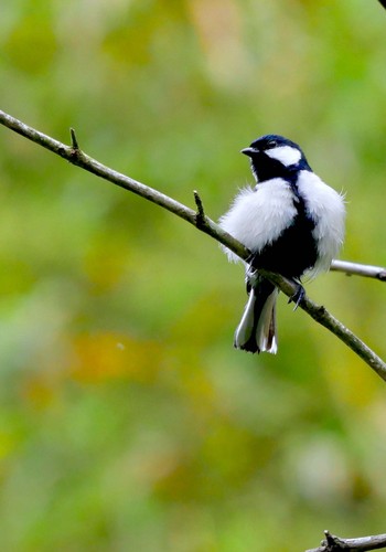 Japanese Tit 熊本県阿蘇市 Mon, 6/18/2018