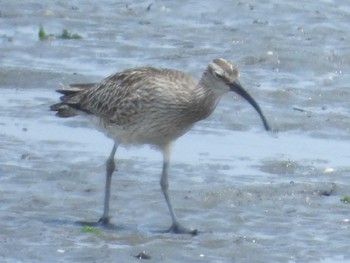 Eurasian Whimbrel 乃木浜総合公園 Thu, 5/4/2023