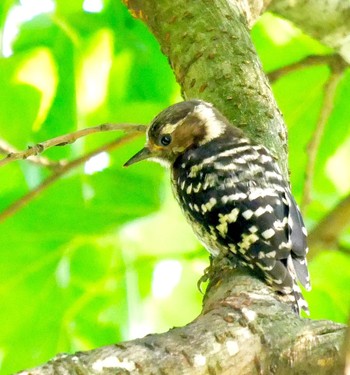 Japanese Pygmy Woodpecker 熊本県阿蘇市 Fri, 6/22/2018