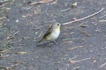 キビタキ 北海道 函館市 見晴公園 2023年5月18日(木)