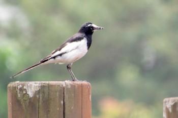 Japanese Wagtail 岡山県 Thu, 5/18/2023