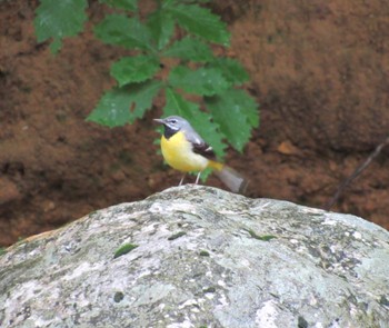 Grey Wagtail 岡山県 Sun, 6/16/2019