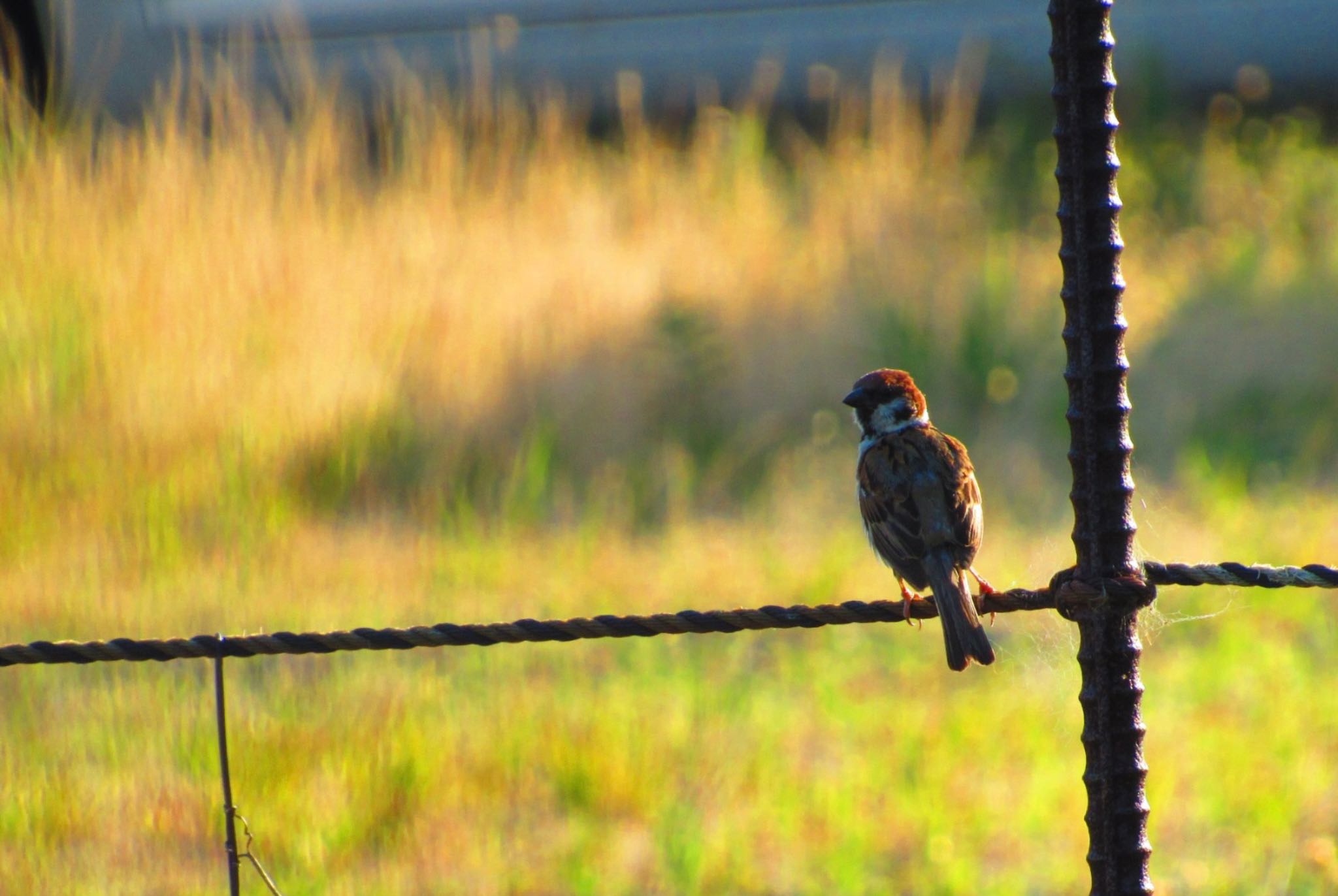 Photo of Eurasian Tree Sparrow at 阿部池 by ジョバンニ