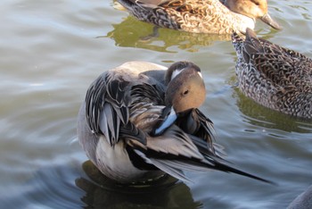 Northern Pintail 深山公園 Tue, 1/3/2023