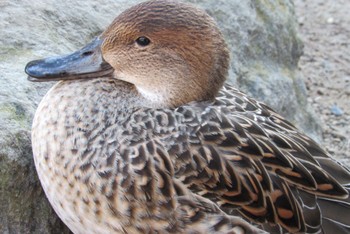 オナガガモ 深山公園 2023年1月3日(火)